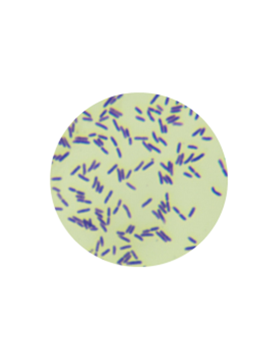 波茨坦短芽孢桿菌