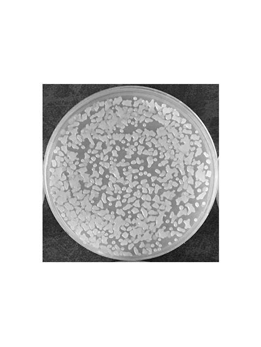 特基拉芽胞桿菌